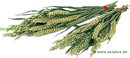 JR Farm bouquet � grignoter - - 5 �pis (chaque �pis environ 25 g)