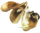 Oreilles de boeuf - - 100 morceaux