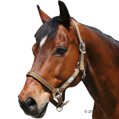 Licol supra - - poney, bleu clair/royal