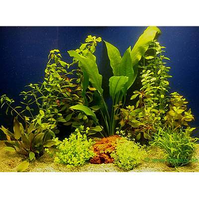 Lot de plantes pour aquarium de 80 cm - 10 plantes en pot