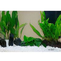 Comparez les prix Plantes d aquarium zooplants 