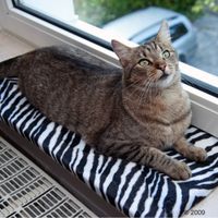 Tapis de fen&ecirc;tre Asabi - L 60 x l 26 x H 2 cm