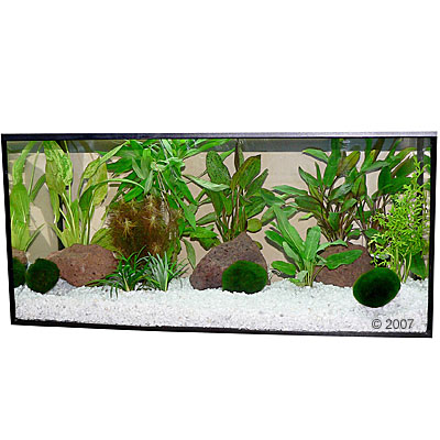 Plantes d'aquarium Zooplants 