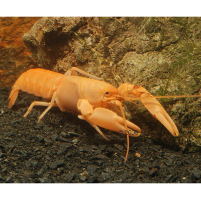 Ecrevisses abricot - Cherax holthuisi - 1 �crevisse abricot - Cherax holthuisi