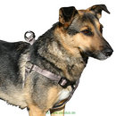 Harnais pour chien Elegance - - tour de poitrail 80 - 100 cm / 25 mm de large