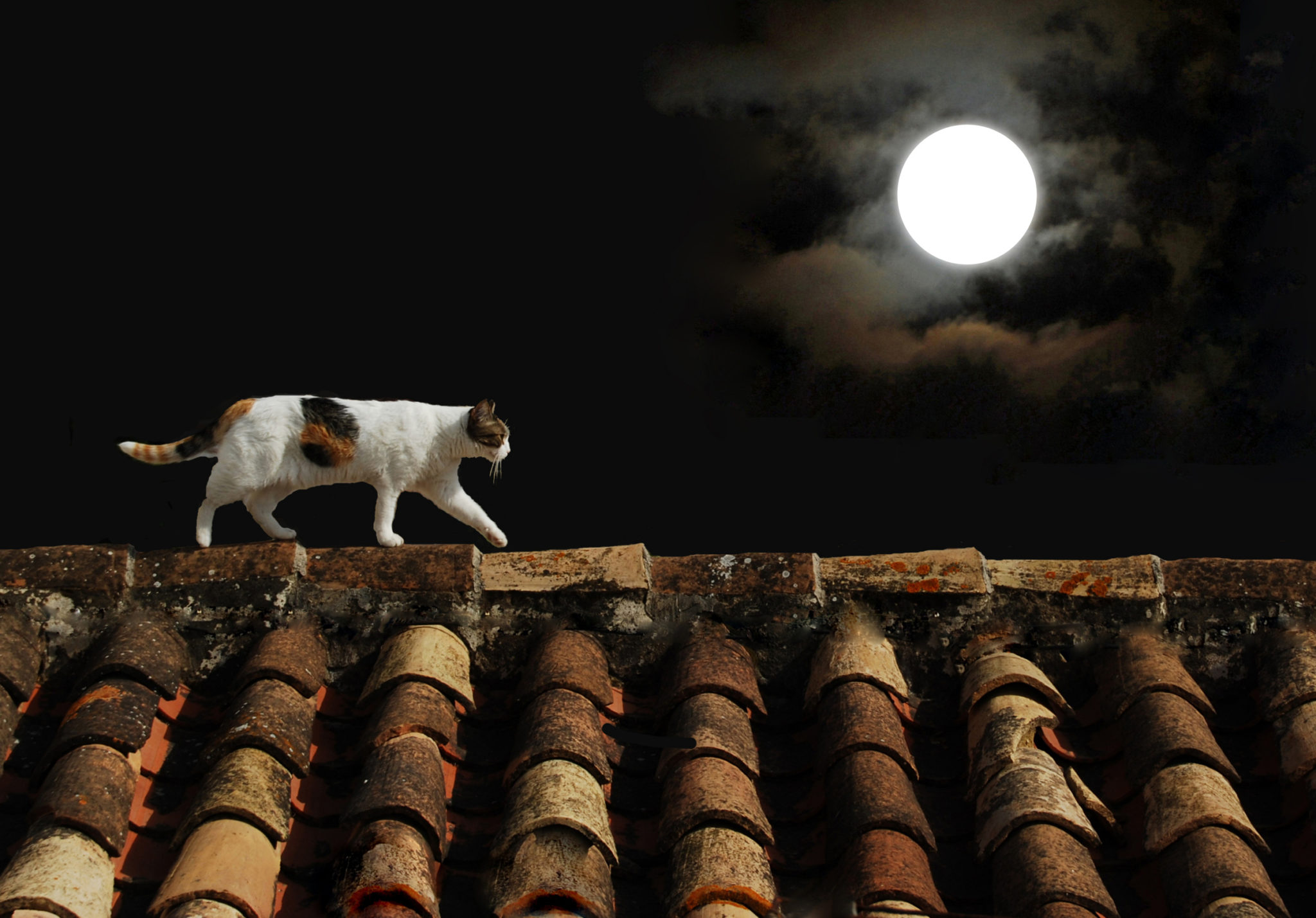 chat d'extérieur se promenant sur un toit, de nuit