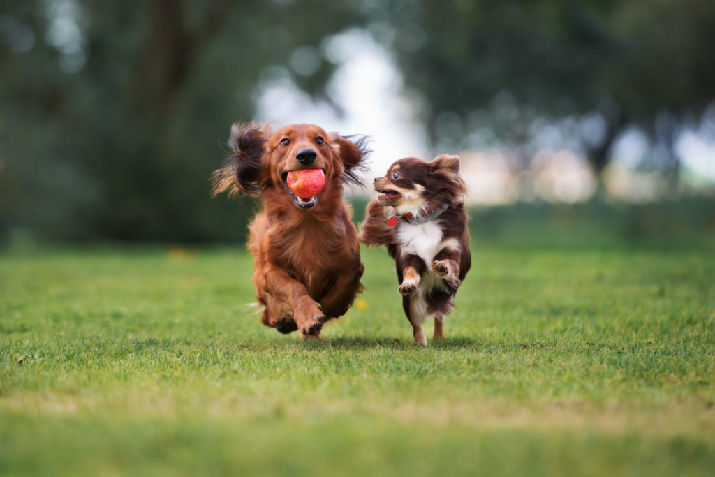 socialización de cachorros