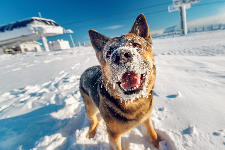 Les chiens et l’hiver