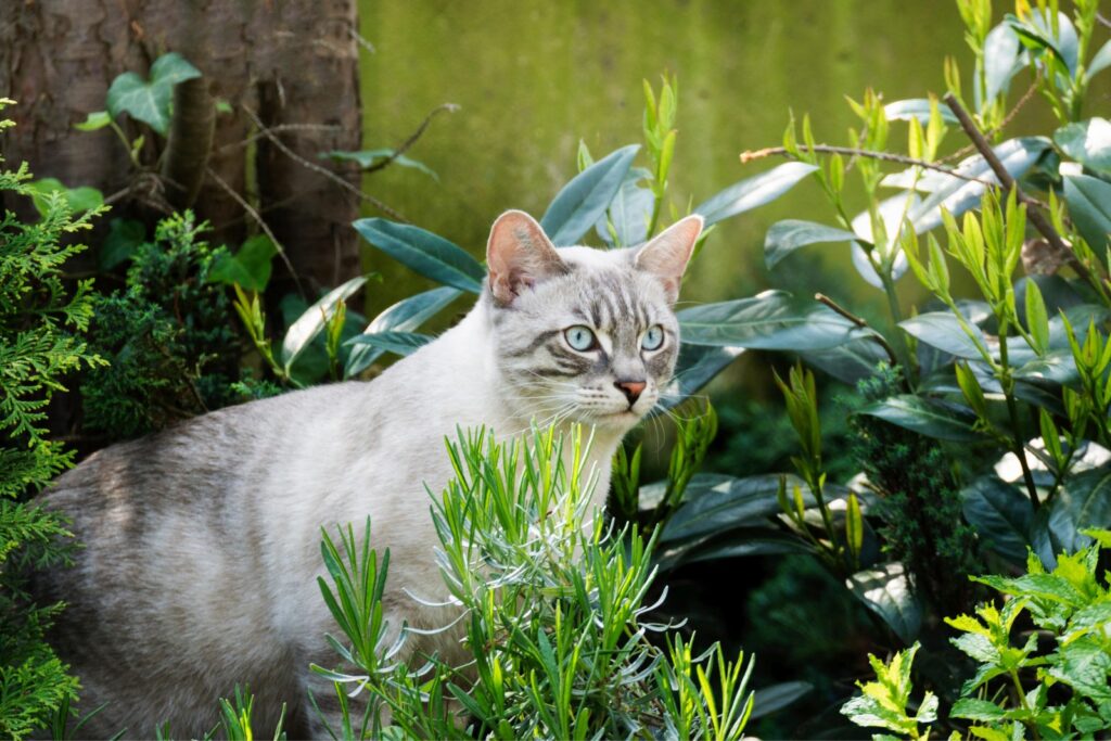 Eine Katze sitzt zwischen Pflanzen im Garten. chat dans le jardin