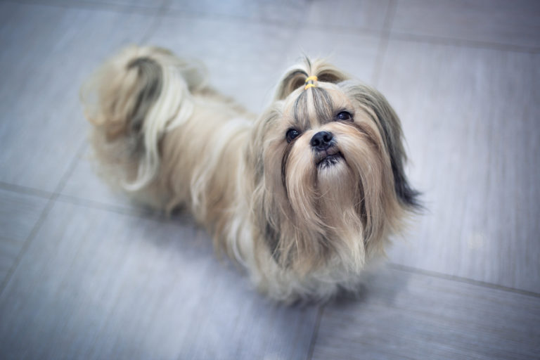 shih tzu qui attend ses croquettes