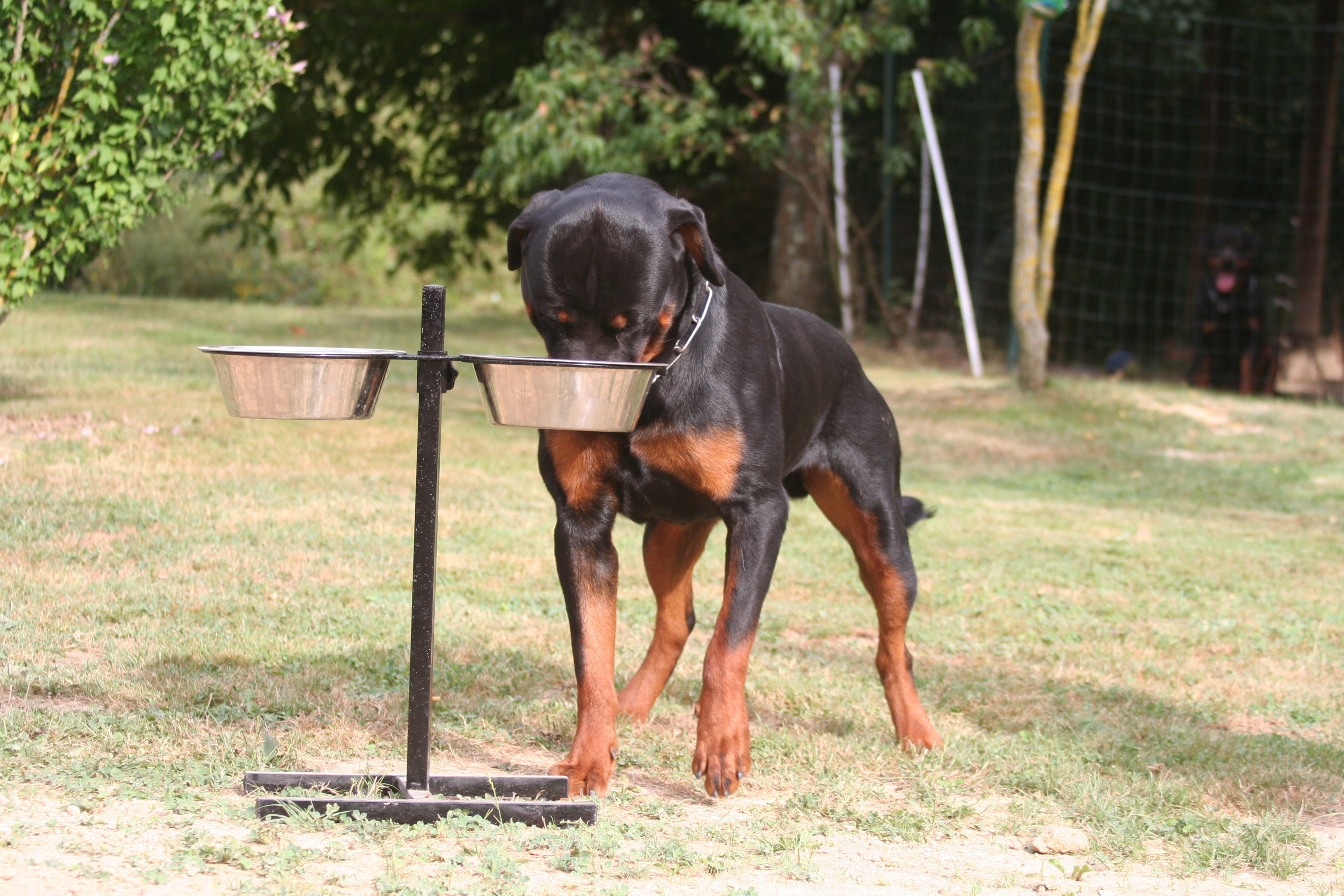 Comment Bien Nourrir Mon Rottweiler Magazine Zooplus Comment Bien Nourrir Mon Rottweiler Magazine Zooplus