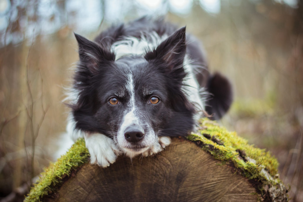 Croissance Border Collie La Courbe De Poids Du Chiot Border Collie