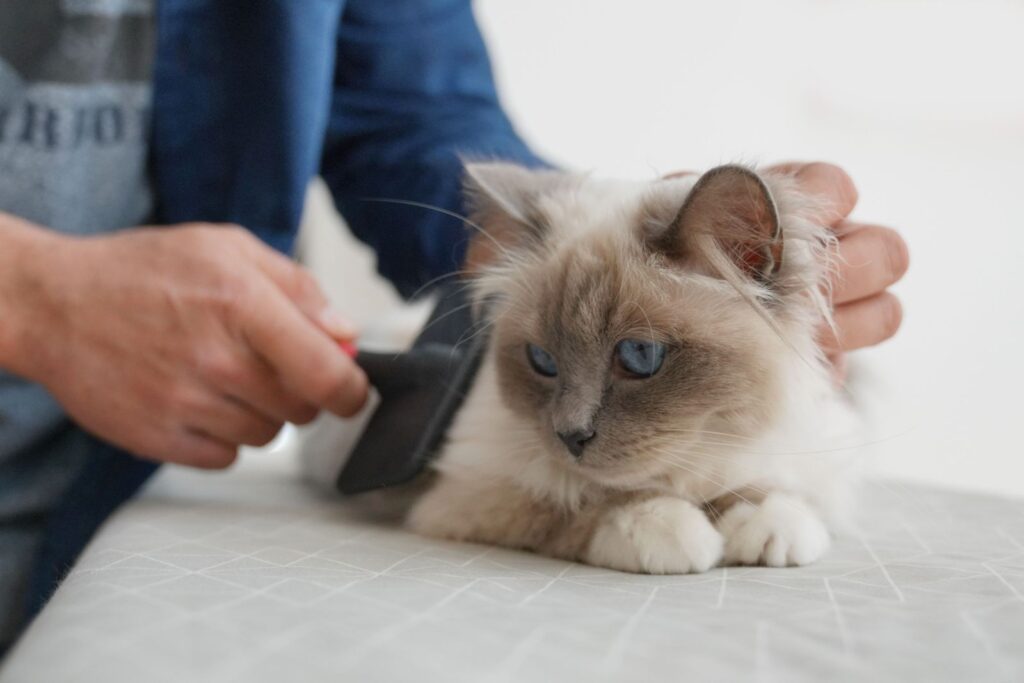 chat birman se fait brosser