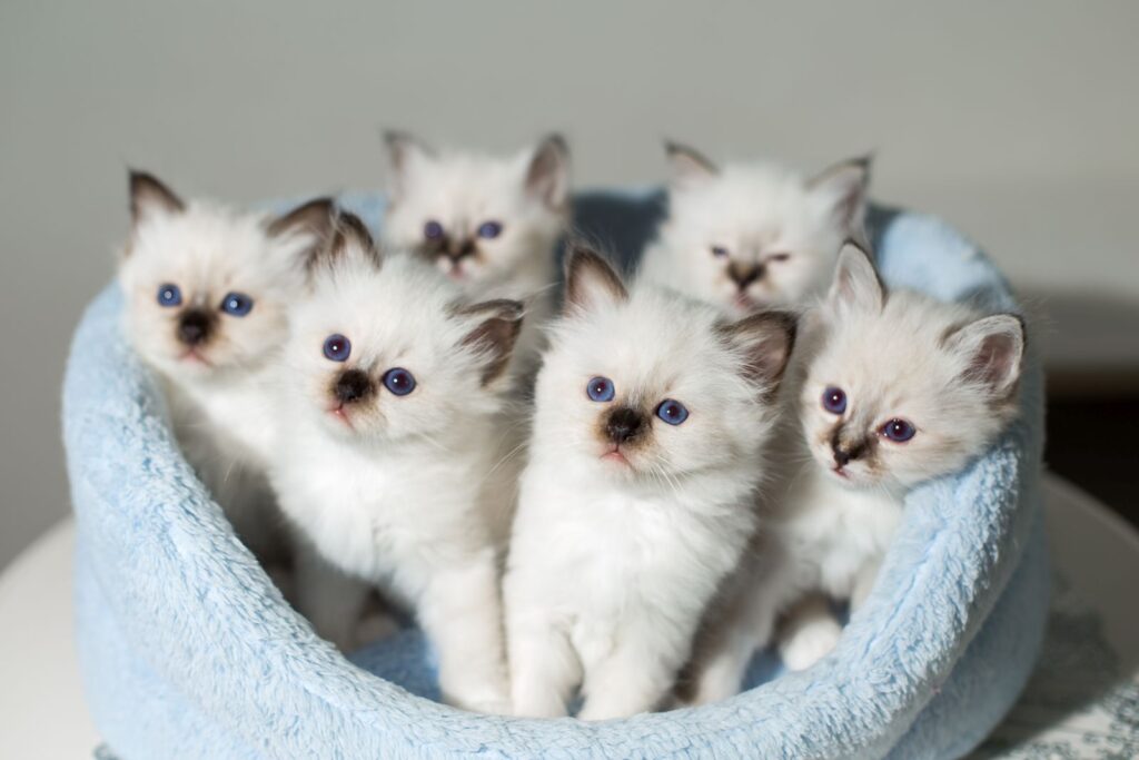 portée de chatons sacré de birmanie