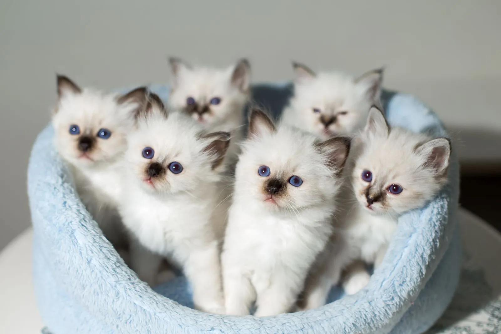 chatons sacré de birmanie portée de chatons sacré de birmanie
