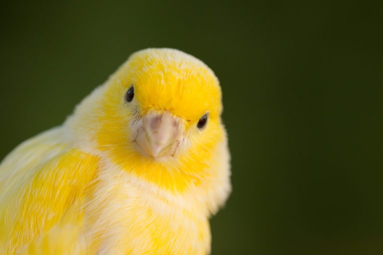 canari jaune