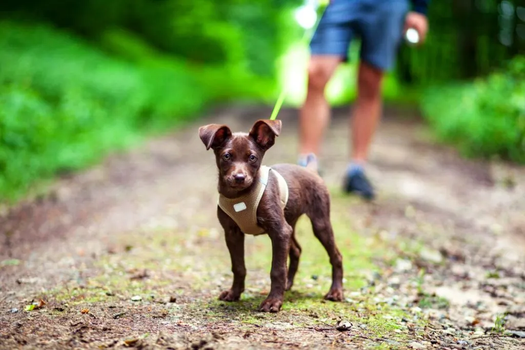 Promenade en for&ecirc;t avec un chiot