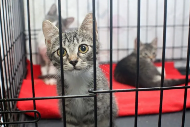 Un chat dans une cage attend d'être adopté