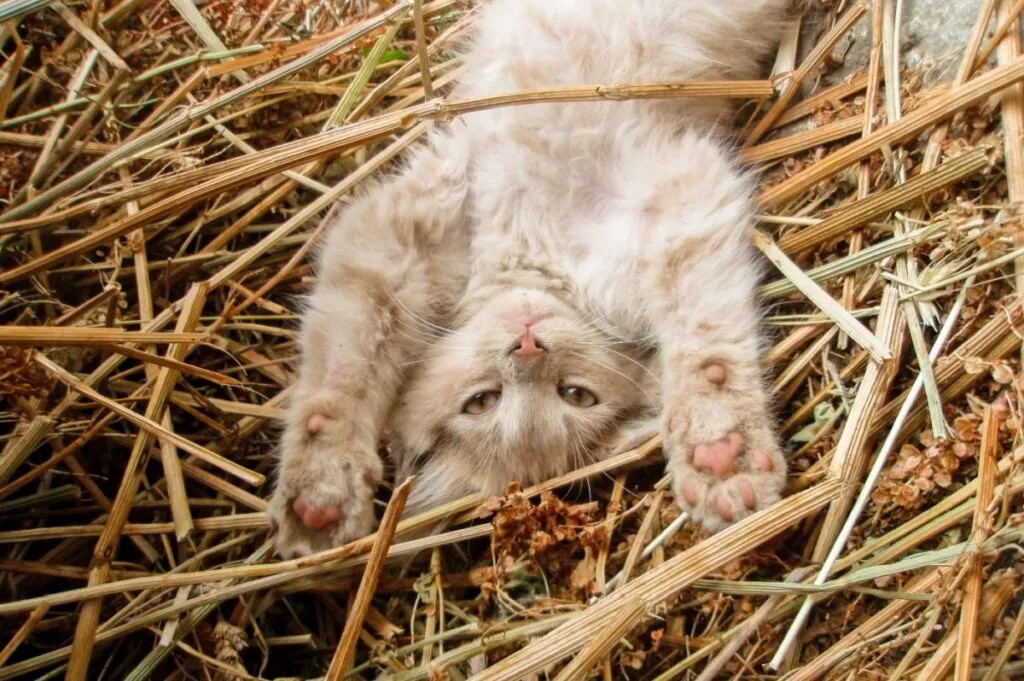 Un chaton de ferme se roule dans la paille