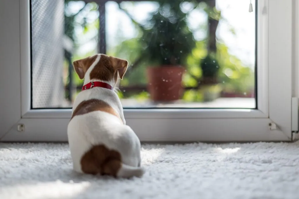 Un chiot Jack Russel est allong&eacute; devant une porte vitr&eacute;e