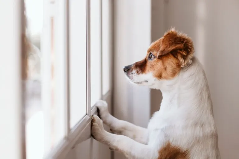 Un chiot tout seul regarde par la fenêtre