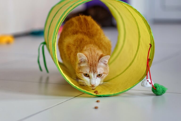 Agility pour chat