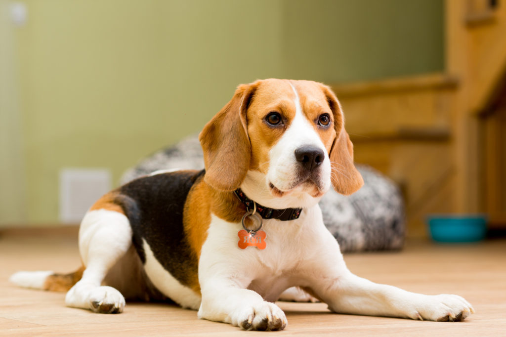 beagle allongé