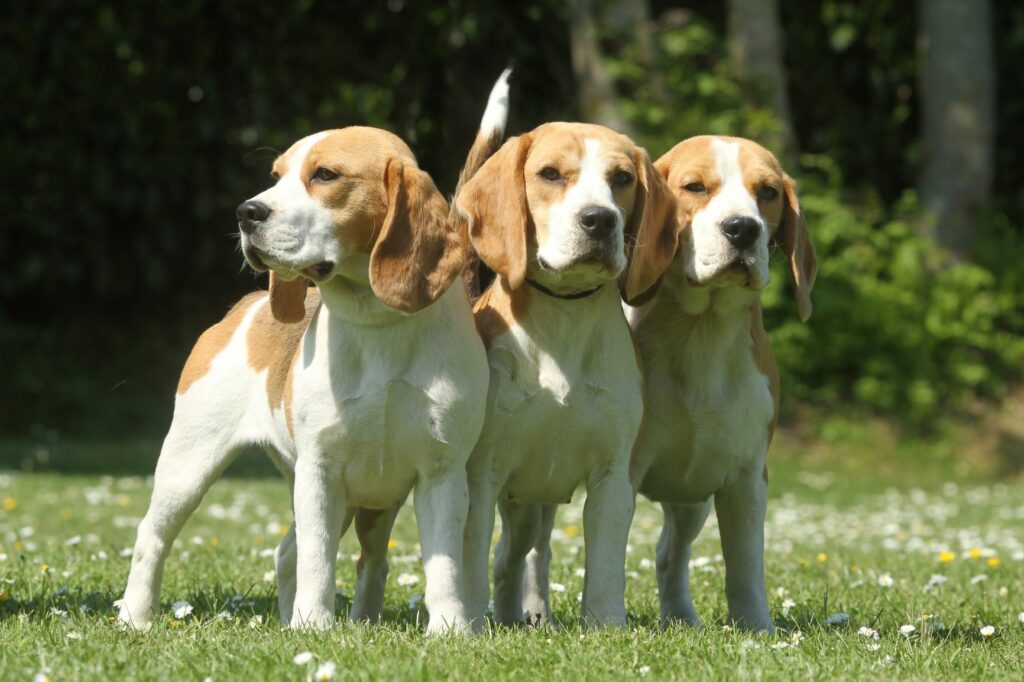 3 jeunes chiens de race beagle