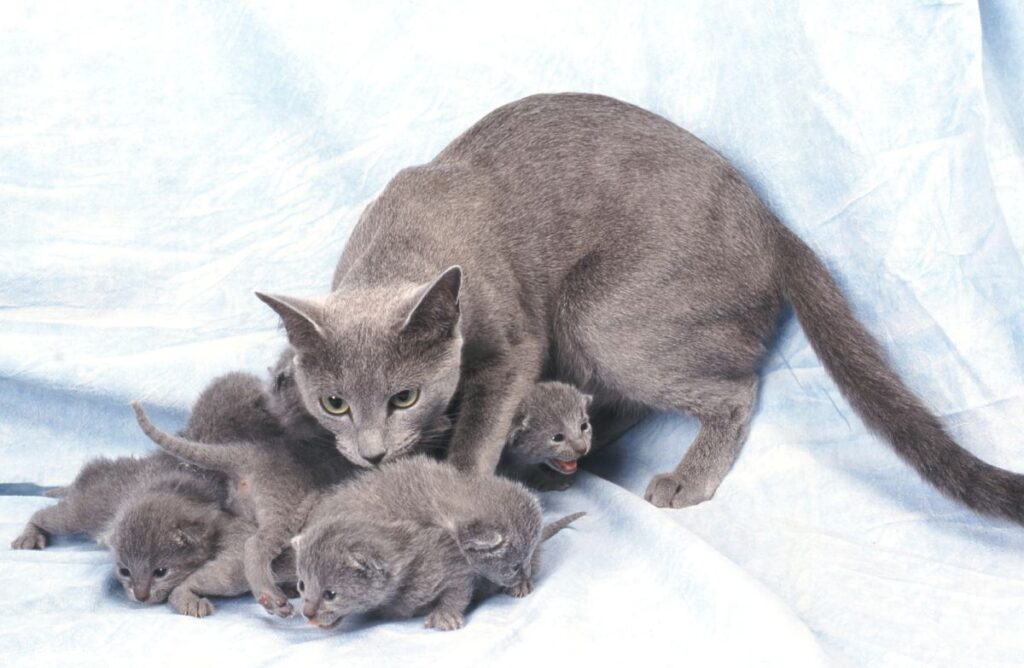 bleu russe avec ses chatons