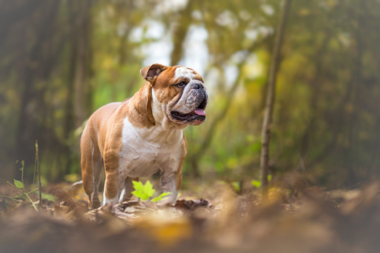 Bouledogue anglais dans la forêt