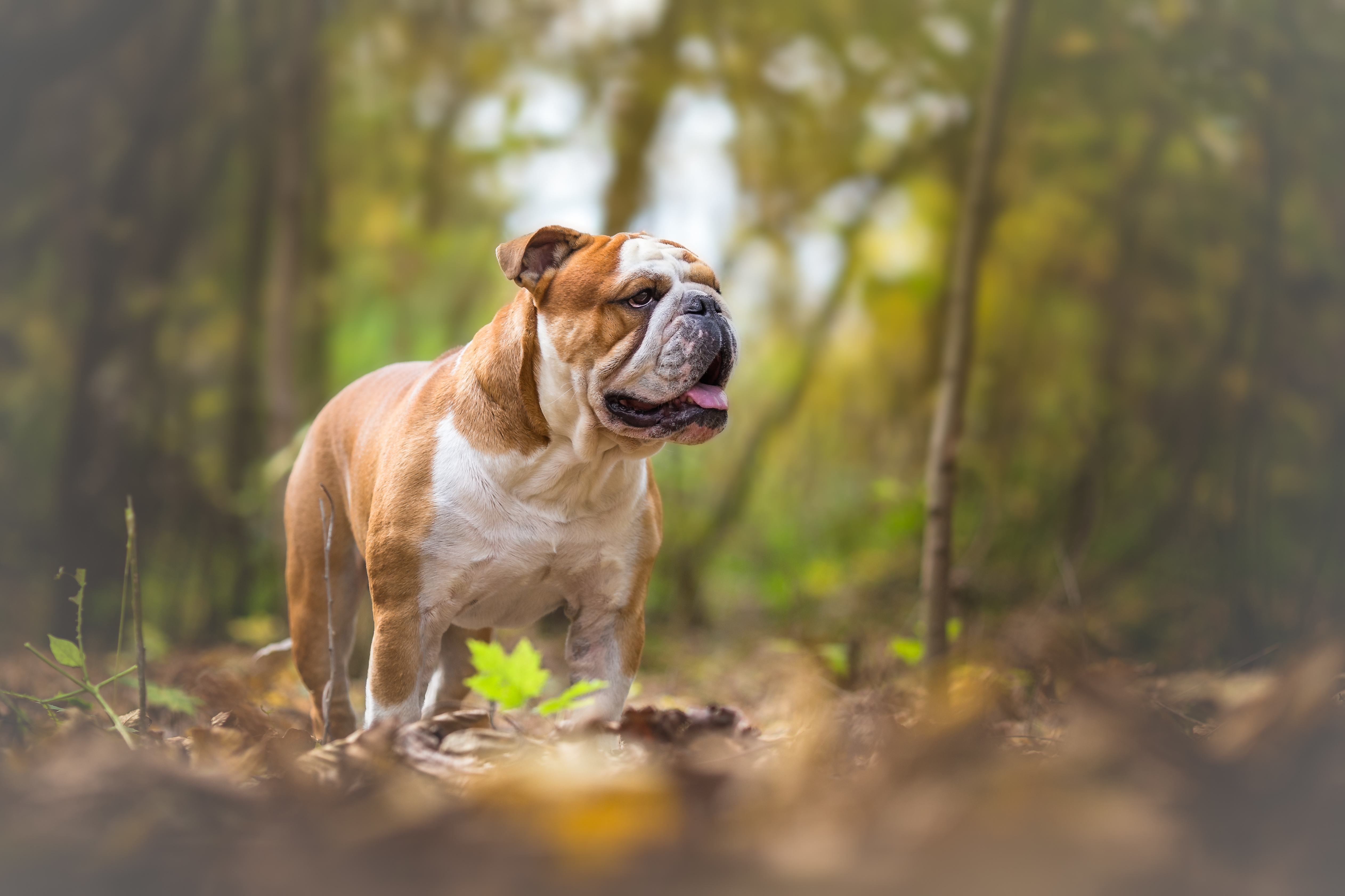 Bulldog anglais : caractère, éducation, santé