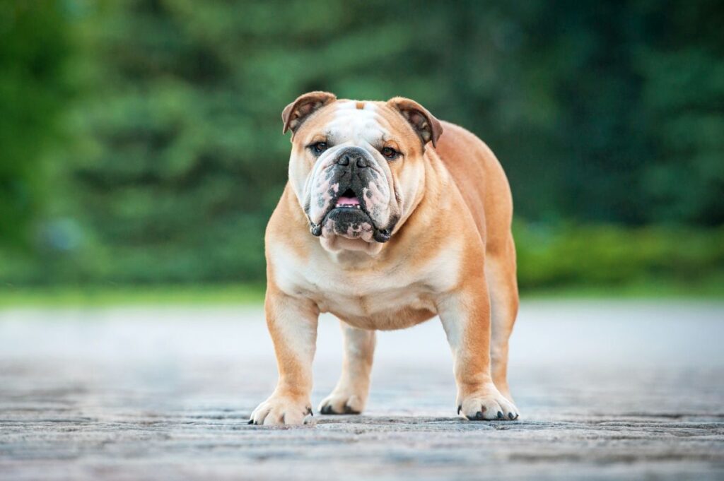 bulldog anglais dans la rue