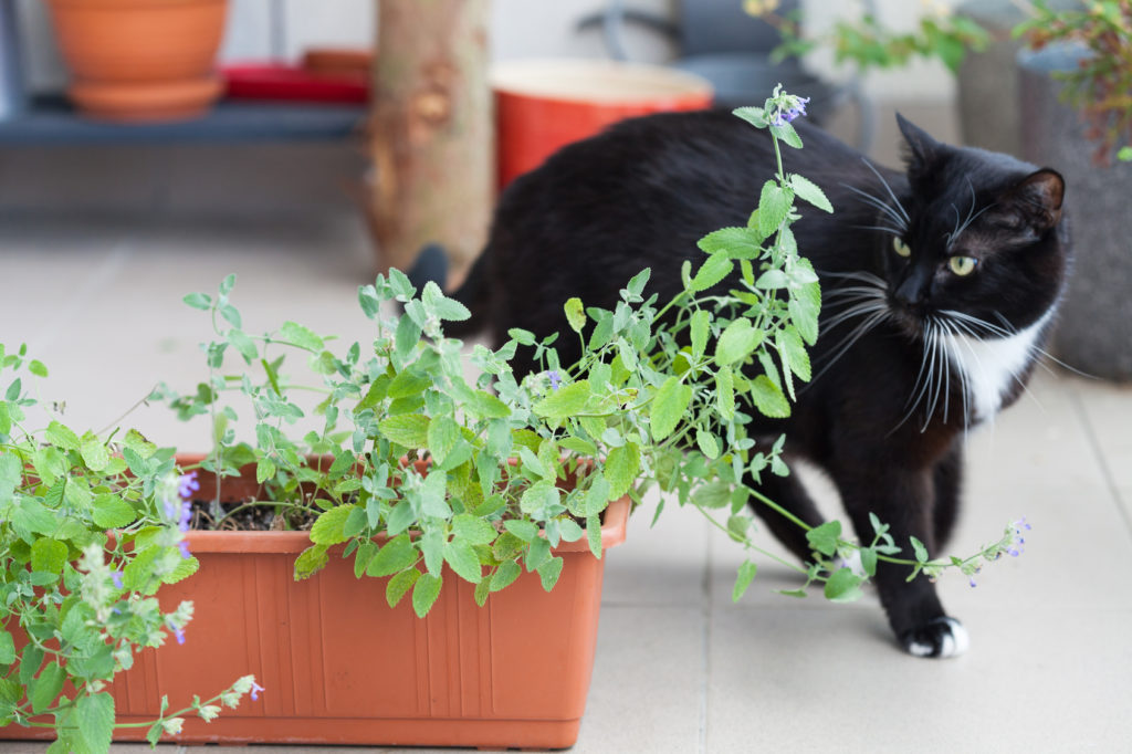 La cataire, la drogue préférée des chats - Homycat