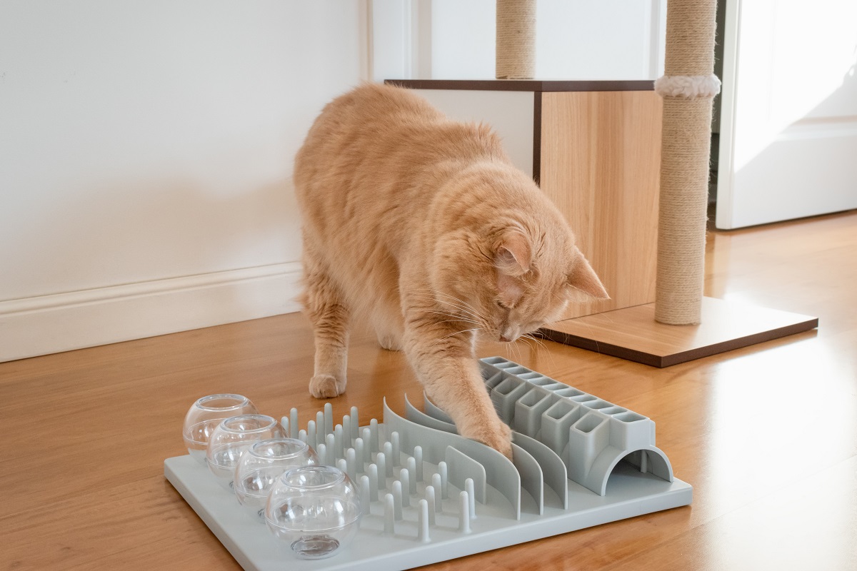 chat d'intérieur qui joue avec un jeu d'intelligence