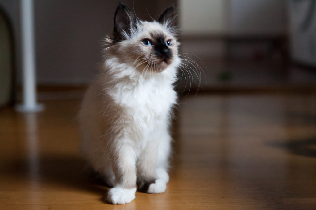 chaton sacré de birmanie