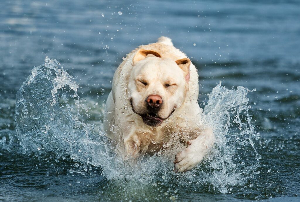chien en surpoids dans l'eau
