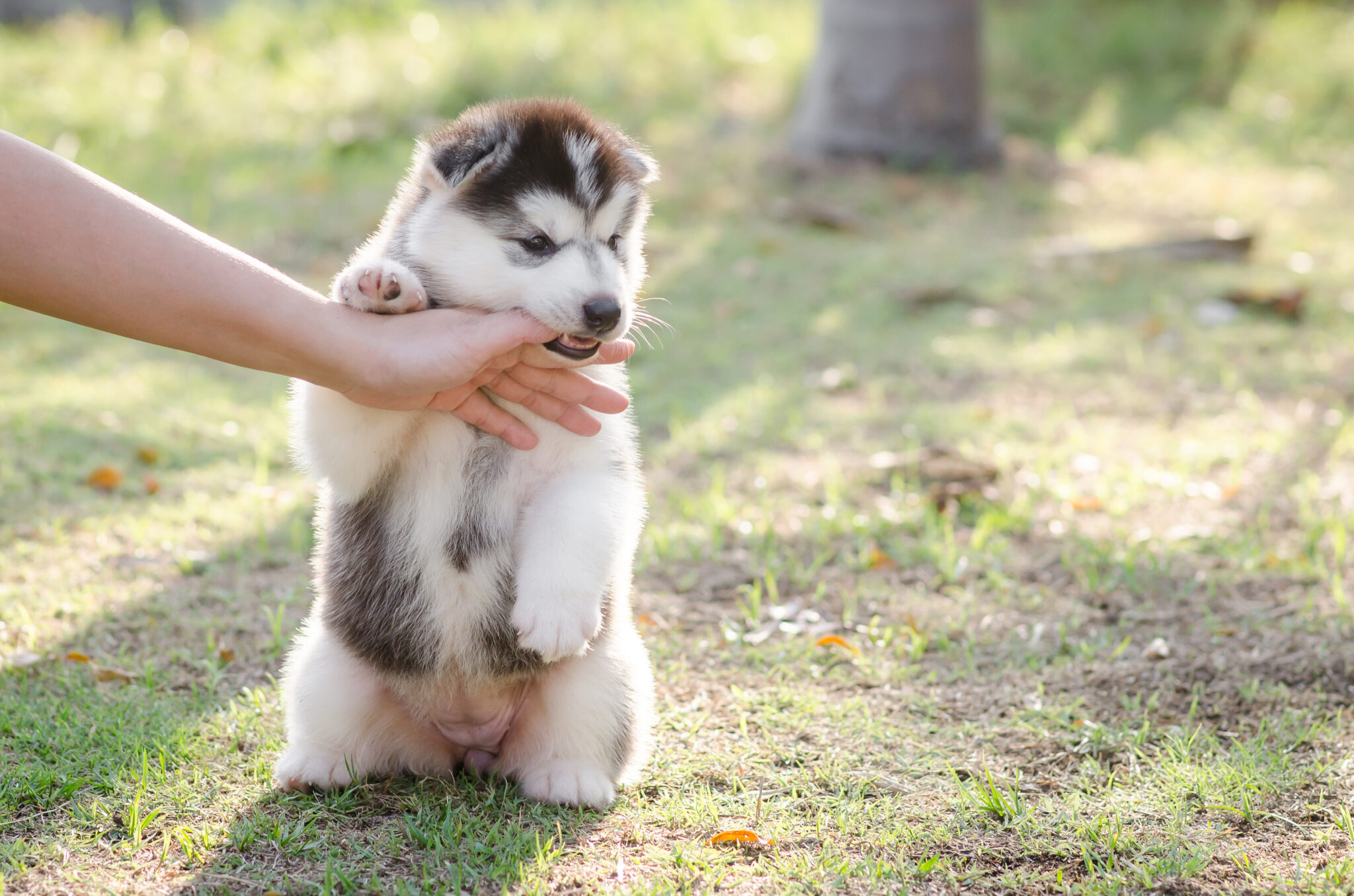 Chiot qui mordille comment agir ? Magazine zooplus