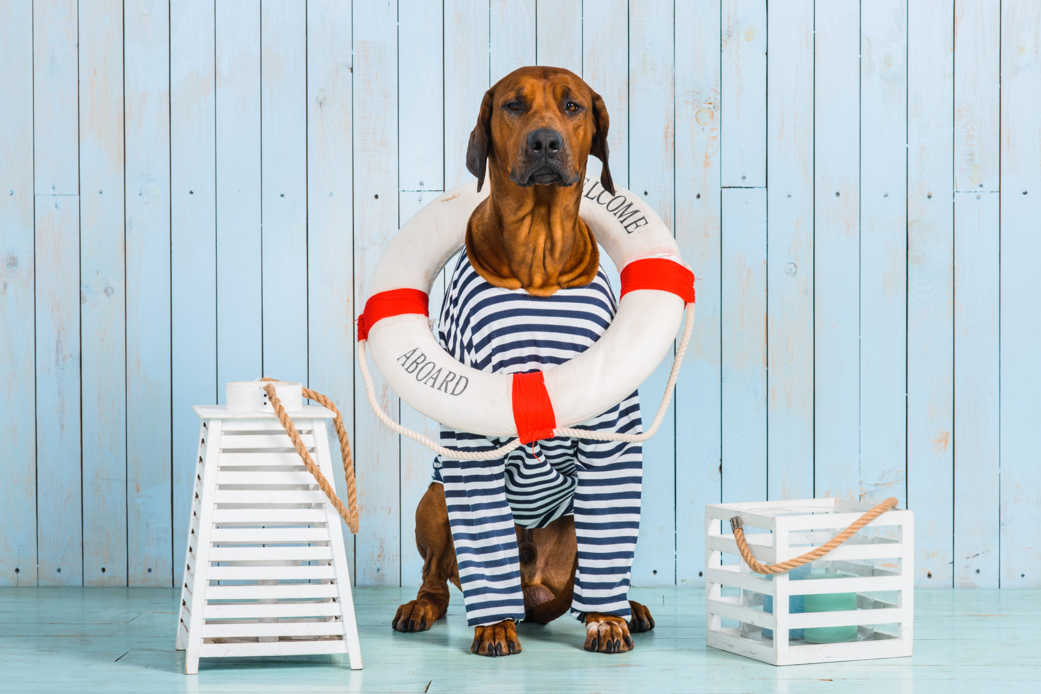Voyager avec son chien en bateau les conseils clés Magazine zooplus