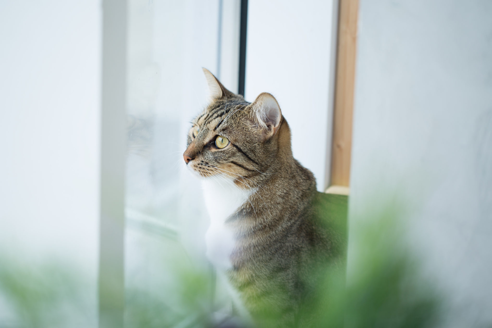 Herbe A Chat Cataire : Les Bienfaits Pour Votre Chat Et Vous