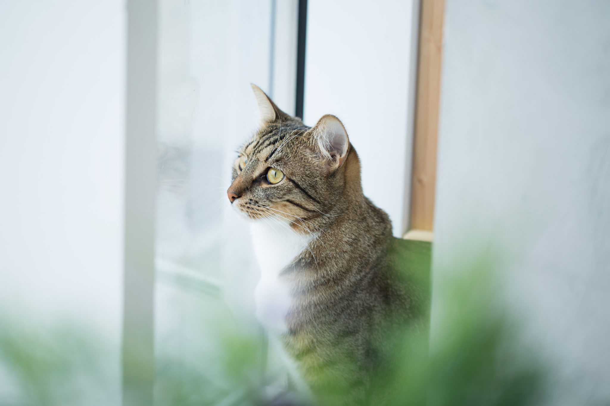 Jouet boule d'herbe comestible pour chat - Chatounette