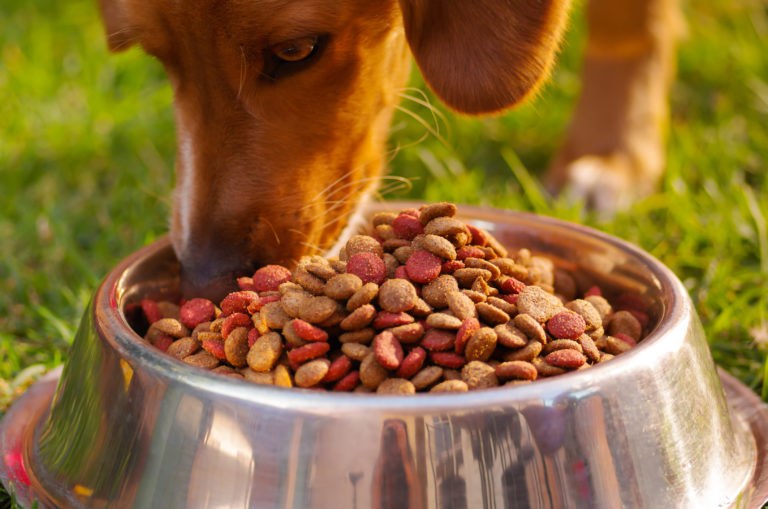 Chien et nourriture bio