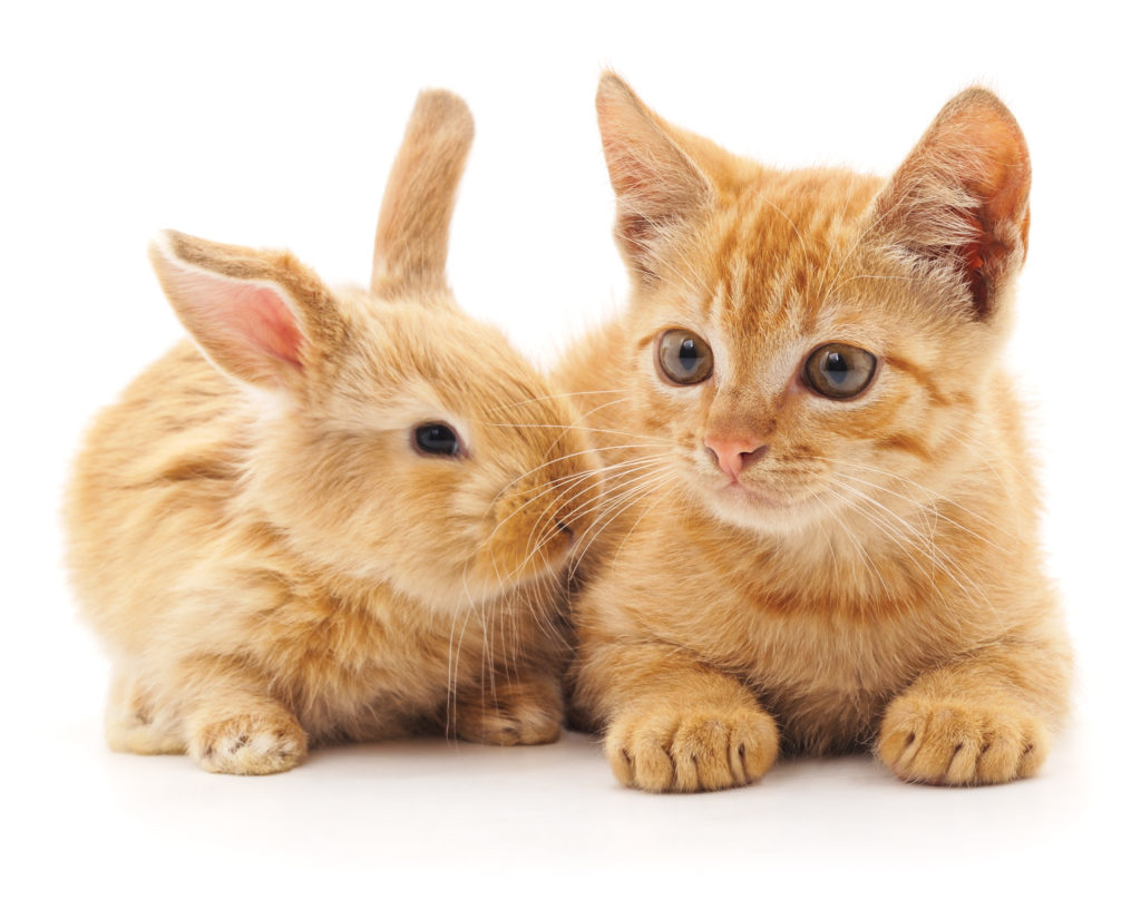 Chat Et Rongeur Comment Les Faire Cohabiter Magazine Zooplus Chat Et Rongeur Comment Les Faire Cohabiter Magazine Zooplus