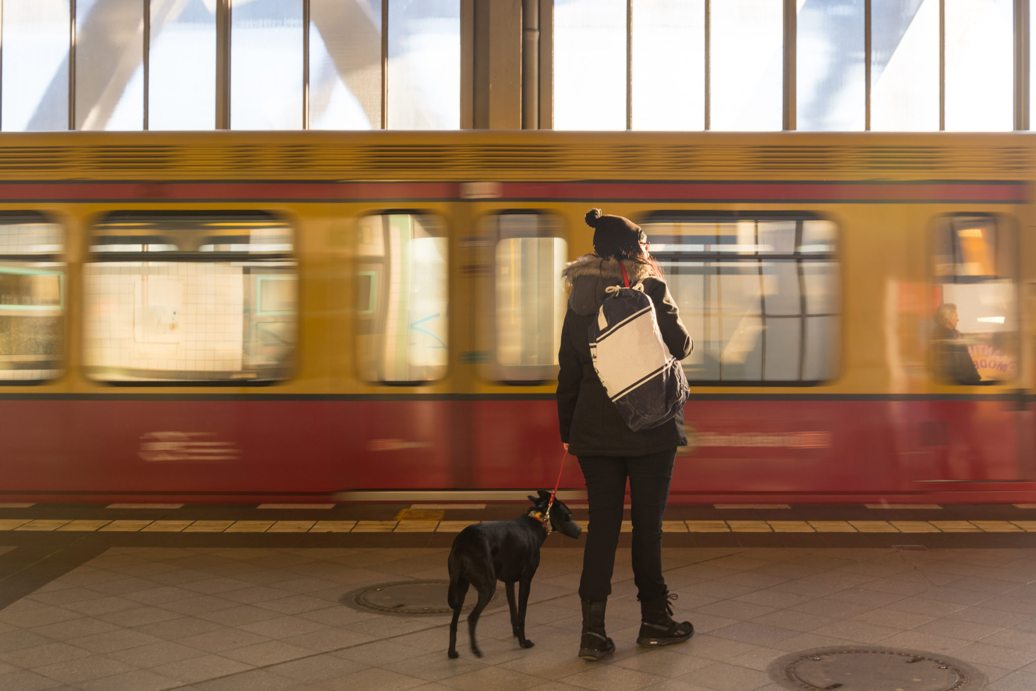 Voyager En Train Avec Un Chien Comment Faire Magazine Zooplus