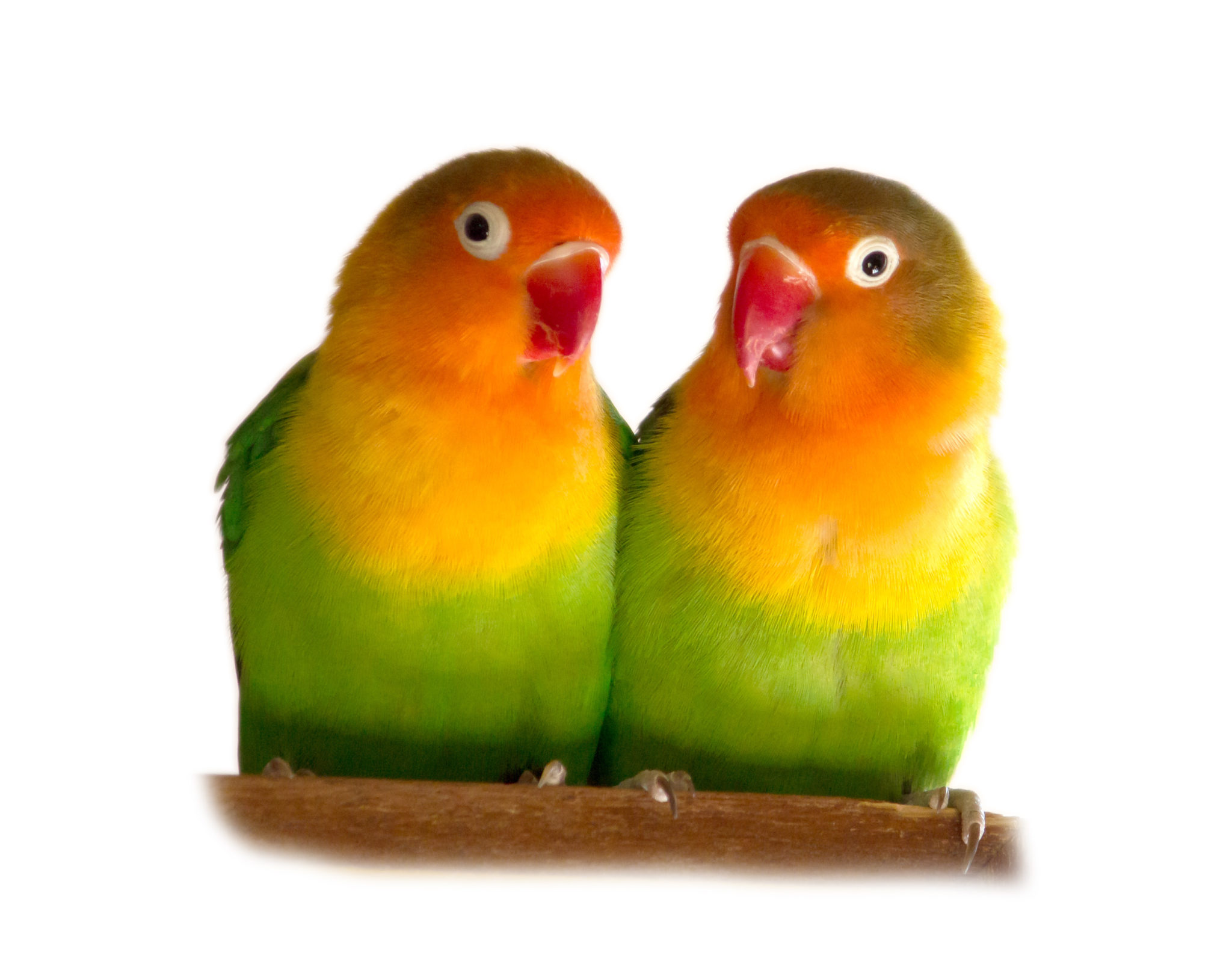 Inseparables Une Espece D Oiseau Haute En Couleur Magazine Zooplus