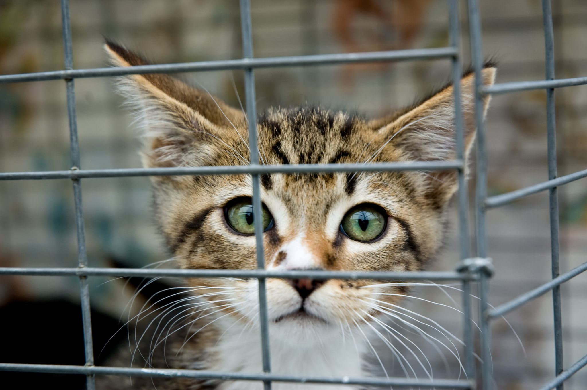 10 choses à savoir sur les chats - QUATRE PATTES en Suisse - organisation  de protection des animaux