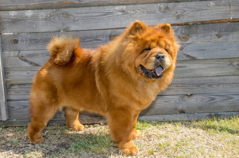 Chow Chow Origine Caractere Sante Soins Magazine Zooplus