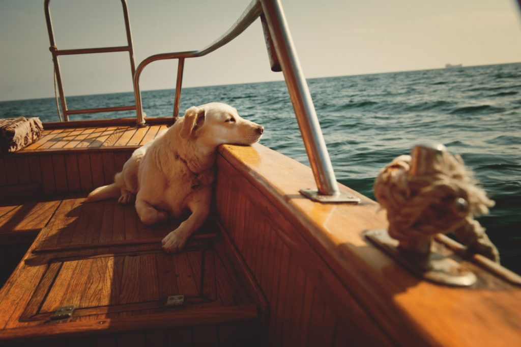 Voyager avec son chien en bateau