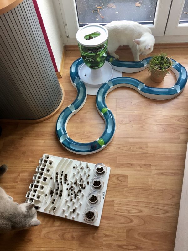 jeux d'intelligence pour chat