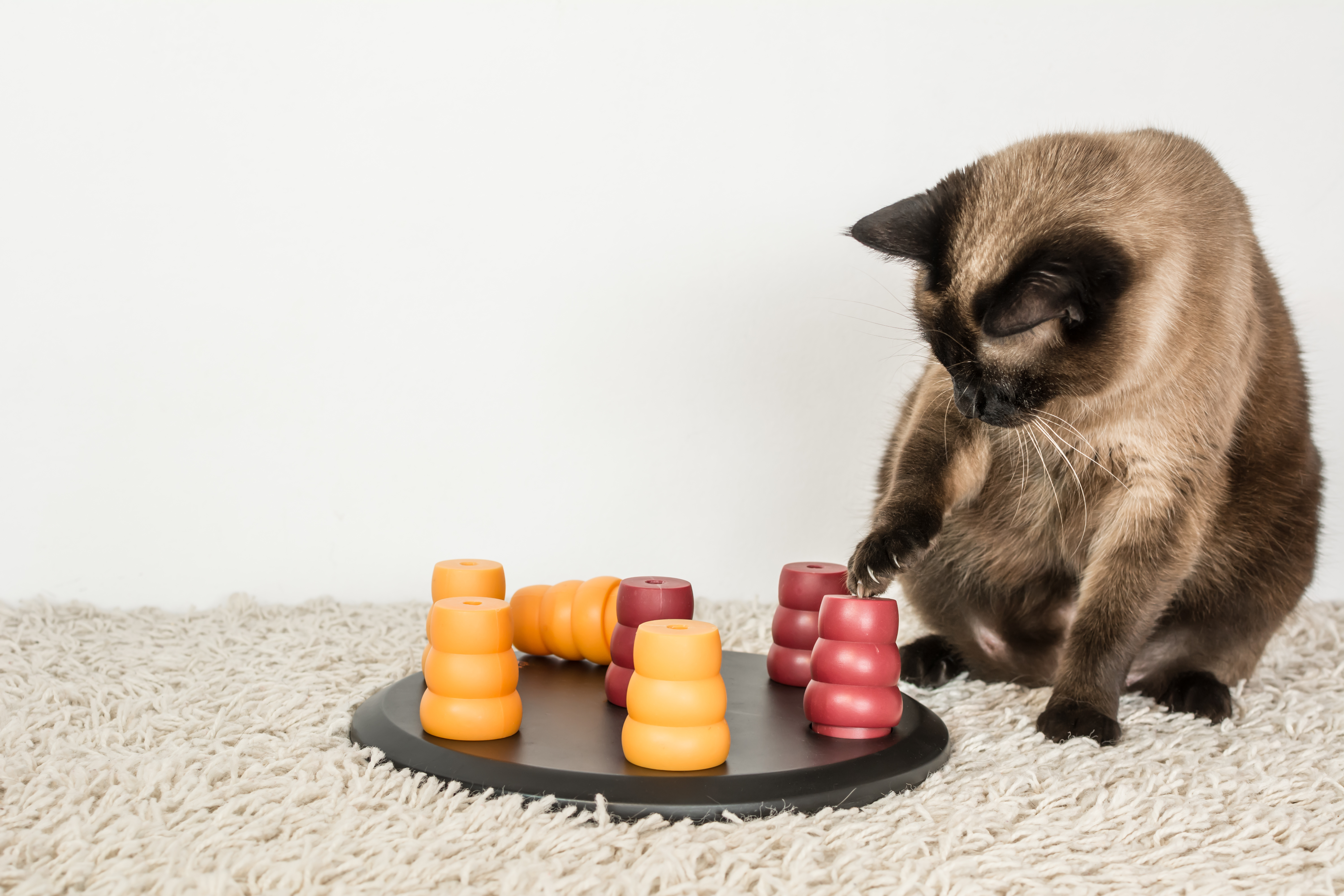 jouet intelligent pour chat