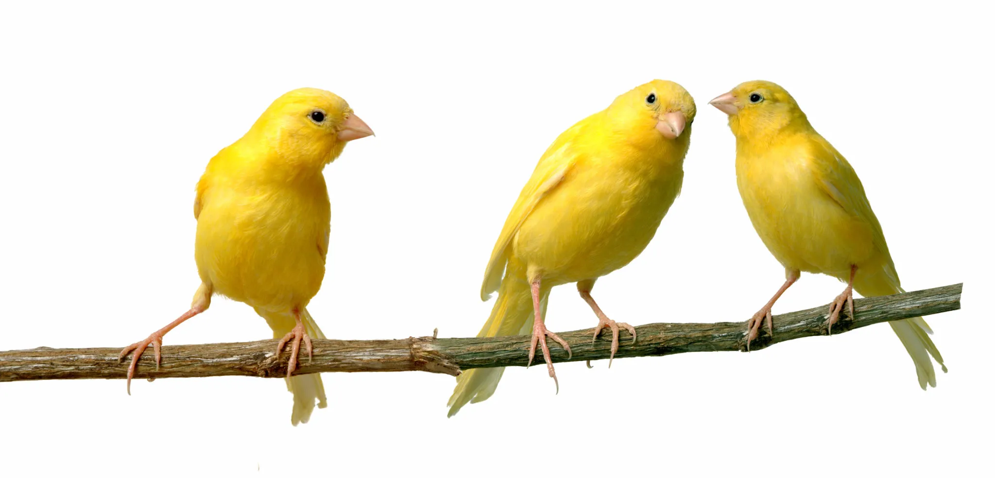 canaris canaris
